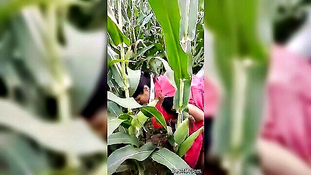 indian village wife shares with outdoor agent in public xxx orgy : XES