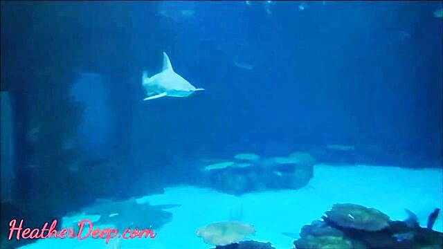 young thai teen heather deep performs deep throat oral sex following a visit to the shark reef aquarium in mandalaybay las vegas : Heather Deep