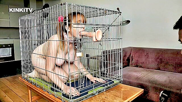 cherry, petgirls, dog - kinkitv dogcage cherry