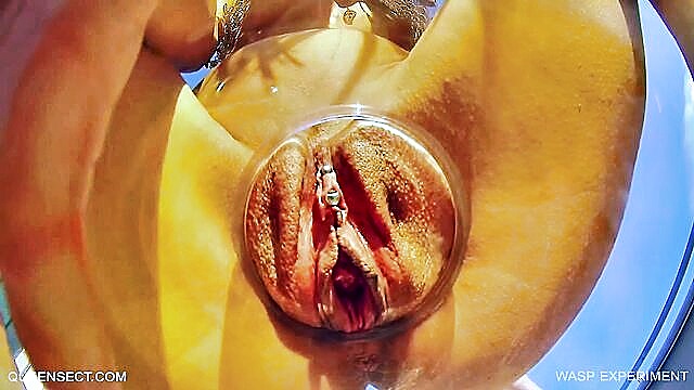 disturbing, bizarre, queensect - queensect wasp experiment 3