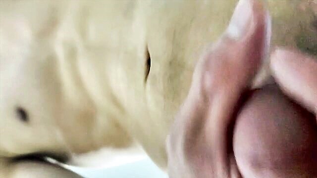 大量 精子, 大量 射精, 完全 主観 - 面喷男的自ถ自拍片