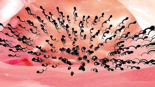 kingdom hearts, multiple earrings, color - mmd jinhsi birth