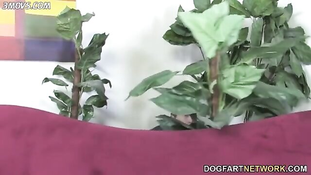 shane diesel bbc mam米 : Dogfart Network