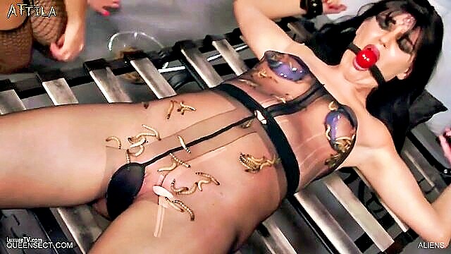 queensect, bondage, femdom - queensect femdom bondage