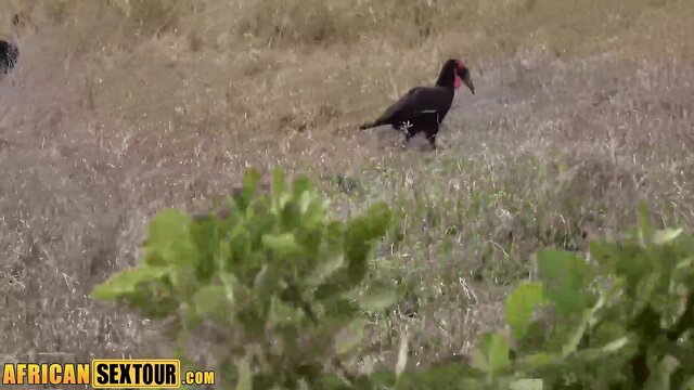 big dick, babes, beauty - wild pussy fuck video