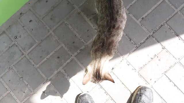 at the, cute, cat - milf analiz big tits