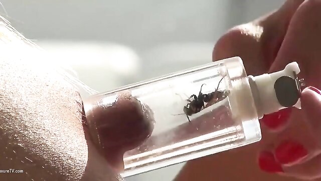 insect play, queensect, pain - queensect bee sting nipple